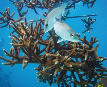 My Magic Moments Oris Korallen